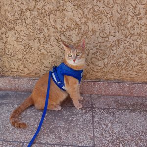 Images de profil de Nada - Blooming Pets - Petsitting et garde d'animaux à domicile