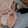 Images de profil de Nada - Blooming Pets - Petsitting et garde d'animaux à domicile