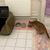 Images de profil de Nada - Blooming Pets - Petsitting et garde d'animaux à domicile