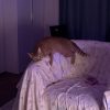Images de profil de Nada - Blooming Pets - Petsitting et garde d'animaux à domicile