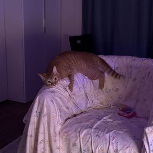 Images de profil de Nada - Blooming Pets - Petsitting et garde d'animaux à domicile