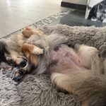 Upsie Mon Chien  Chihuahua Femelle - Garde d'animaux à domicile