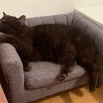 Nono Mon Chat  British Shorthair Mâle stérilisé - Garde d'animaux à domicile