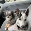 Images de profil de Nadege - Blooming Pets - Petsitting et garde d'animaux à domicile