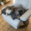 Images de profil de Nadege - Blooming Pets - Petsitting et garde d'animaux à domicile
