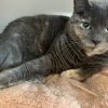 Images de profil de Nadege - Blooming Pets - Petsitting et garde d'animaux à domicile