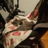 Images de profil de Nadege - Blooming Pets - Petsitting et garde d'animaux à domicile