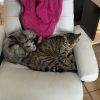 Images de profil de Nadege - Blooming Pets - Petsitting et garde d'animaux à domicile