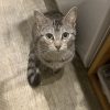 Images de profil de Nadege - Blooming Pets - Petsitting et garde d'animaux à domicile