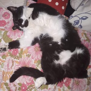 Images de profil de Nadia - Blooming Pets - Petsitting et garde d'animaux à domicile