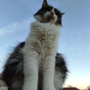 Images de profil de Barbara - Blooming Pets - Petsitting et garde d'animaux à domicile