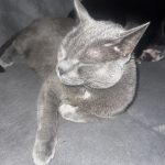 Warrior Mon Chat  Korat Mâle - Garde d'animaux à domicile