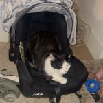 Tite choze Mon Chat  Européen Mâle - Garde d'animaux à domicile