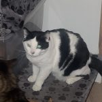 Mayko Mon Chat  Européen Mâle - Garde d'animaux à domicile