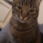 Reglize Mon Chat  Européen Mâle - Garde d'animaux à domicile