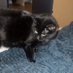 Schtroumpfette Mon Chat  Siamois Femelle - Garde d'animaux à domicile
