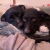 Images de profil de Marcelyne - Blooming Pets - Petsitting et garde d'animaux à domicile
