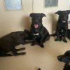 Images de profil de Marcelyne - Blooming Pets - Petsitting et garde d'animaux à domicile