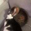 Images de profil de Marcelyne - Blooming Pets - Petsitting et garde d'animaux à domicile