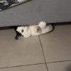 Images de profil de Marcelyne - Blooming Pets - Petsitting et garde d'animaux à domicile