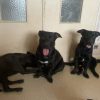Images de profil de Marcelyne - Blooming Pets - Petsitting et garde d'animaux à domicile