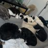 Images de profil de Marcelyne - Blooming Pets - Petsitting et garde d'animaux à domicile