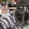 Images de profil de Clémence - Blooming Pets - Petsitting et garde d'animaux à domicile