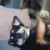 Images de profil de Clémence - Blooming Pets - Petsitting et garde d'animaux à domicile