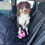 Olive Mon Chien  Berger Australien Femelle - Garde d'animaux à domicile