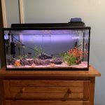 10 Poissons - 100 Litres Mon Aquarium d’eau douce    - Garde d'animaux à domicile
