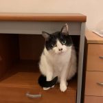 Calie Mon Chat  Européen Femelle stérilisée - Garde d'animaux à domicile