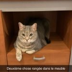 Pantoufle Mon Chat  Européen Mâle stérilisé - Garde d'animaux à domicile