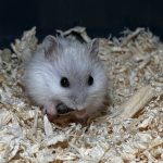 Buzz Mon Hamster  Russe (Nain Russe) Mâle - Garde d'animaux à domicile