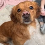 Benjy Mon Chien  Croisé Mâle - Garde d'animaux à domicile