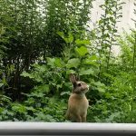 Bastille Mon Lapin  Nain Femelle - Garde d'animaux à domicile