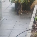 Tess Mon Lapin  Nain Femelle - Garde d'animaux à domicile