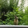 Images de profil de Naomie - Blooming Pets - Petsitting et garde d'animaux à domicile