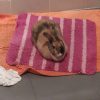 Images de profil de Naomie - Blooming Pets - Petsitting et garde d'animaux à domicile
