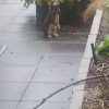 Images de profil de Naomie - Blooming Pets - Petsitting et garde d'animaux à domicile