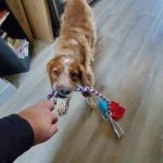 Oslo Mon Chien  Épagneul Breton Mâle stérilisé - Garde d'animaux à domicile