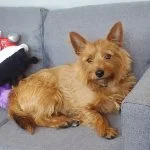 Philibert Mon Chien  Terrier australien Mâle stérilisé - Garde d'animaux à domicile