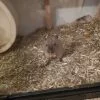 Images de profil de Nathalie - Blooming Pets - Petsitting et garde d'animaux à domicile