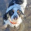Images de profil de Nathalie - Blooming Pets - Petsitting et garde d'animaux à domicile