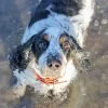 Images de profil de Nathalie - Blooming Pets - Petsitting et garde d'animaux à domicile