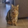 Images de profil de Nathalie - Blooming Pets - Petsitting et garde d'animaux à domicile