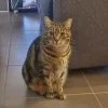Images de profil de Nathalie - Blooming Pets - Petsitting et garde d'animaux à domicile