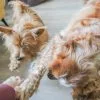 Images de profil de Nathalie - Blooming Pets - Petsitting et garde d'animaux à domicile