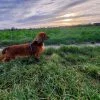 Images de profil de Nathalie - Blooming Pets - Petsitting et garde d'animaux à domicile