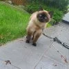 Images de profil de Nathalie - Blooming Pets - Petsitting et garde d'animaux à domicile