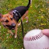 Images de profil de Nathalie - Blooming Pets - Petsitting et garde d'animaux à domicile